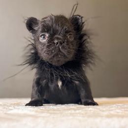 Elvira AKA Elvi - Black female French Bulldog puppy in Porter, Texas from Whatabulldog