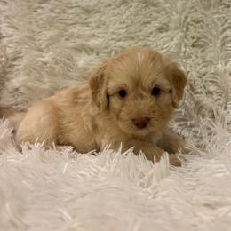 BONDI - male Australian Mountain Doodle puppy in Bristow, Oklahoma from 10-Acre Woods Cockapoos