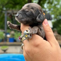 Twilight - Black female Dachshund puppy in Neosho, Missouri from Tinker Toy Doxies