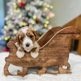 Pumbaa - Red  male Goldendoodle puppy in Sulphur, Louisiana from Curly Q’s Of Carlyss