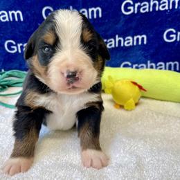 Black Collar - Black rust and white male Bernese Mountain Dog puppy in Comer, Georgia from Water Oak Farm