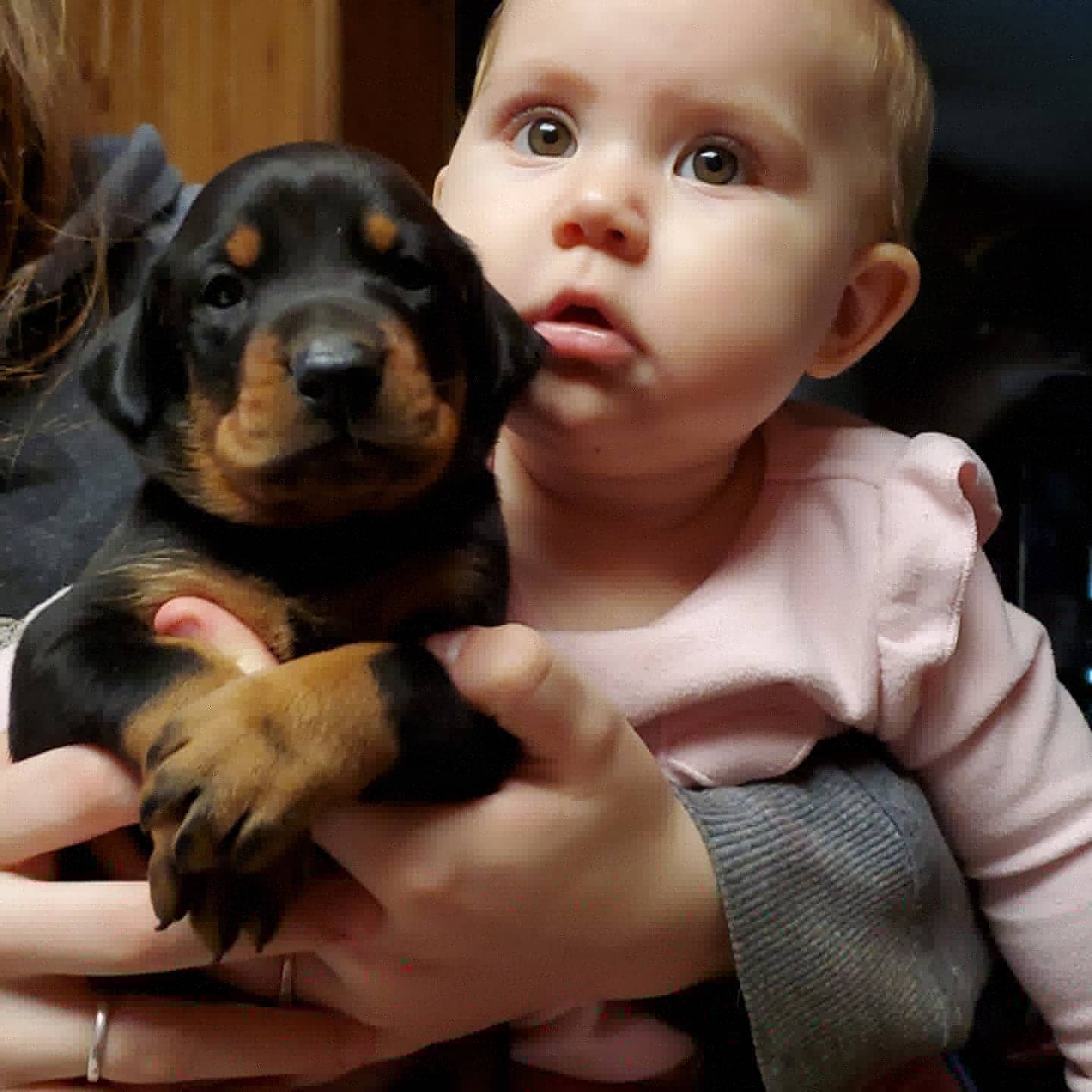 Doberman Pinscher Puppies from Makkr Ridge Dobermans
