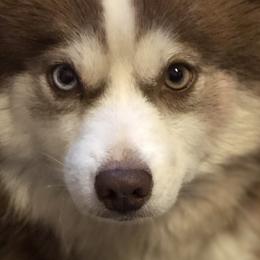 Scarlett - Pomsky