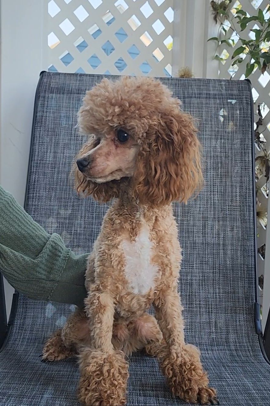 25 cute Poodle puppies for sale in Fort Wayne, Indiana