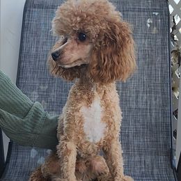 Goober - Apricot male Poodle puppy in Hoagland, Indiana from Kandyland Kennels