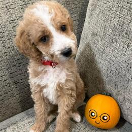 Harry - Apricot male Goldendoodle puppy in Conroe, Texas from Tails of Cypress