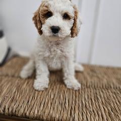 Mr Blue - Red male Labradoodle puppy in Payson, Utah from Utah County Labradoodles