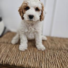 Mr Blue - Red male Labradoodle puppy in Payson, Utah from Utah County Labradoodles