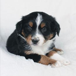 Boy 1 (Red) - Black tri-color male Australian Shepherd puppy in Yakima, Washington from Naches Heights Ranch