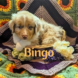 Australian Shepherd Puppies from Sage House Pups