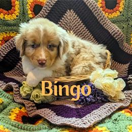 Australian Shepherd Puppies from Sage House Pups
