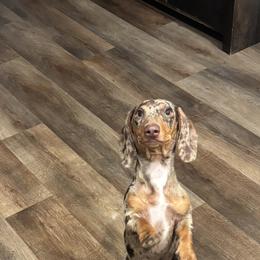 Rou - Dachshund