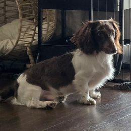 Norman - Dachshund