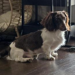 Norman - Dachshund