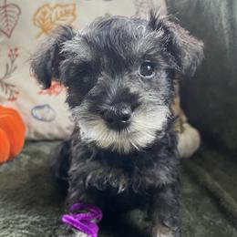 Girl 1 - Black and silver female Miniature Schnauzer puppy in Kingston, Georgia from Mary Jean Suhor