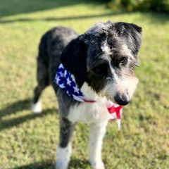 Lulu - Bordoodle