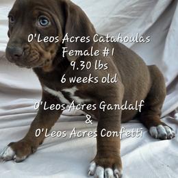 FEMALE - 1 - Chocolate female Catahoula Leopard Dog puppy in Perry, Florida from O'Leos' Acres Catahoulas