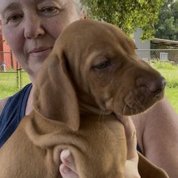 4th pick Boy - Red golden male Vizsla puppy in Boaz, Alabama from MountainTop Vizslas
