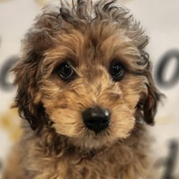 Aussiedoodles, Bernedoodles, Cavapoos, Goldendoodles, and Labradoodles from Mini Goldendoodles of Cape Cod