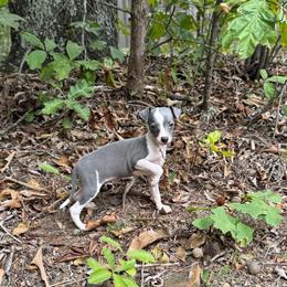 Robby - White and blue male Italian Greyhound puppy in Wilkes Barre, Pennsylvania from Laraz Pupz