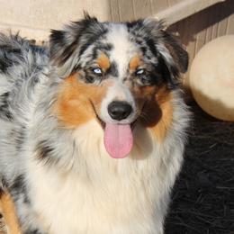 Troubadour - Australian Shepherd