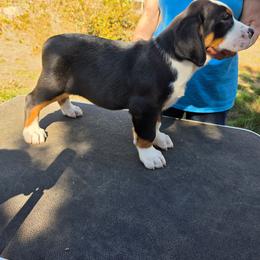 Green - Black, white and red male Greater Swiss Mountain Dog puppy in Cornelius, Oregon from Hoberg's GSMD