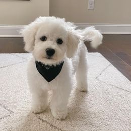 Bichon Frises from Snow in the South