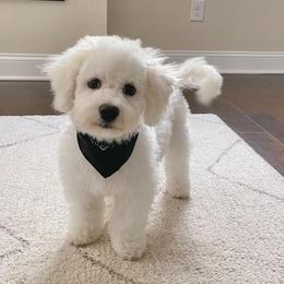 Bichon Frises from Snow in the South