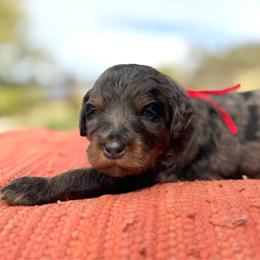 Cupid (Red) - Merle female Bernedoodle puppy in Highland, Utah from Angel Pups Deluxe