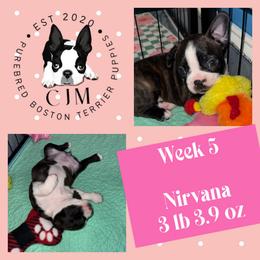 Nirvana - Black and white female Boston Terrier puppy in Jupiter, Florida from CJM Boston and Boxer Puppies