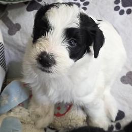 Chip - Black and white female Bernedoodle puppy in Mc Gaheysville, Virginia from Doting Doodles