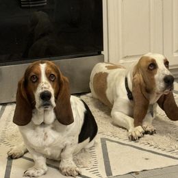 Maggie Mae Cook - Basset Hound