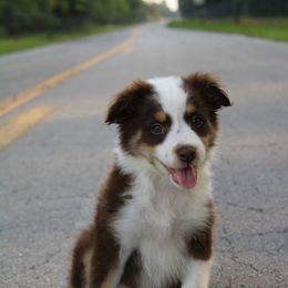 Miniature Australian Shepherd Puppies from Alexander Canines