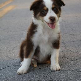 Miniature Australian Shepherd Puppies from Alexander Canines