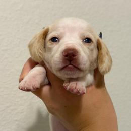 Extreme Red Piebald Female - Dapple female Dachshund puppy in Horizon City, Texas from Micah's Minis