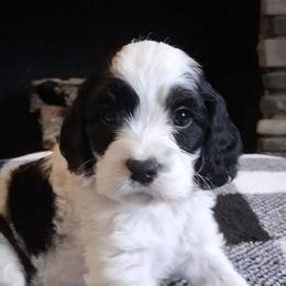 Orange boy so adorable - Black male Cockapoo puppy in Howell, Michigan from Robbin's Treasures