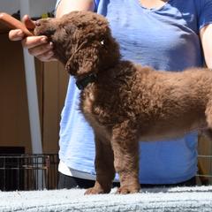 Chesapeake Bay Retriever Puppies from Madrona Chesapeake Bay Retrievers