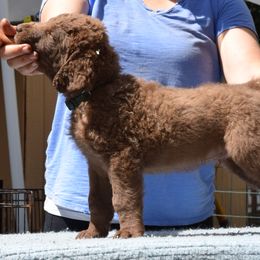 Chesapeake Bay Retriever Puppies from Madrona Chesapeake Bay Retrievers