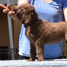Chesapeake Bay Retriever Puppies from Madrona Chesapeake Bay Retrievers