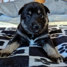 Pink Girl - Säde - Black and tan female Lapponian Herder puppy in Prattsburgh, New York from Maalattu Koirankoppi Lapponian Herders