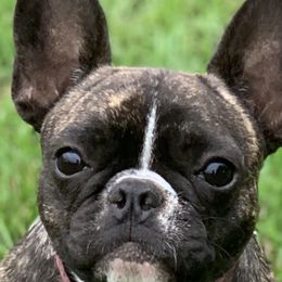 Chinese Cresteds, French Bulldogs, and Pugs from Puddles Palace Puppies
