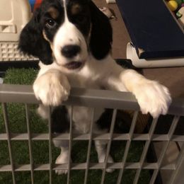 English Springer Spaniel Puppies from Springers Of Oz