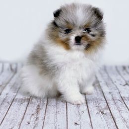 Pomeranian Puppies from Torrey Hills Poms