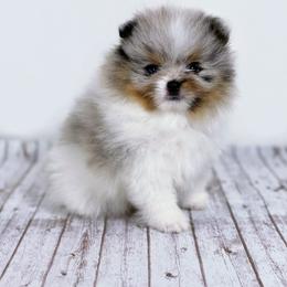 Pomeranian Puppies from Torrey Hills Poms