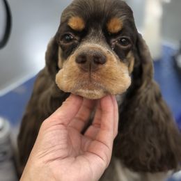 Cocker Spaniel Puppies from Opalina Cocker Spaniels