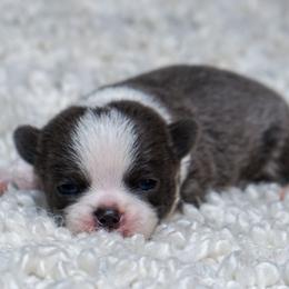 Dot long hair - Blue and white male Chihuahua puppy in Portland, Oregon from PNW Toy Breeds