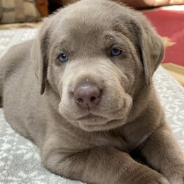 Labrador Retriever Puppies from Hidden River Retrievers