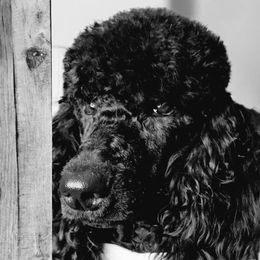Prince Edward 'Fire Red King' - Black male Poodle puppy in Woodbridge, Virginia from Rosa Red Standard Poodles