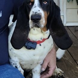 Basset Hounds from Pride Rock Basset Hounds