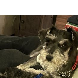 Miniature Schnauzers from Scamper Schnauzers